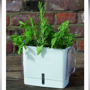 COLE & MASON H105159U Self-Watering cut  Herb Keeper, Cut, White/Clear